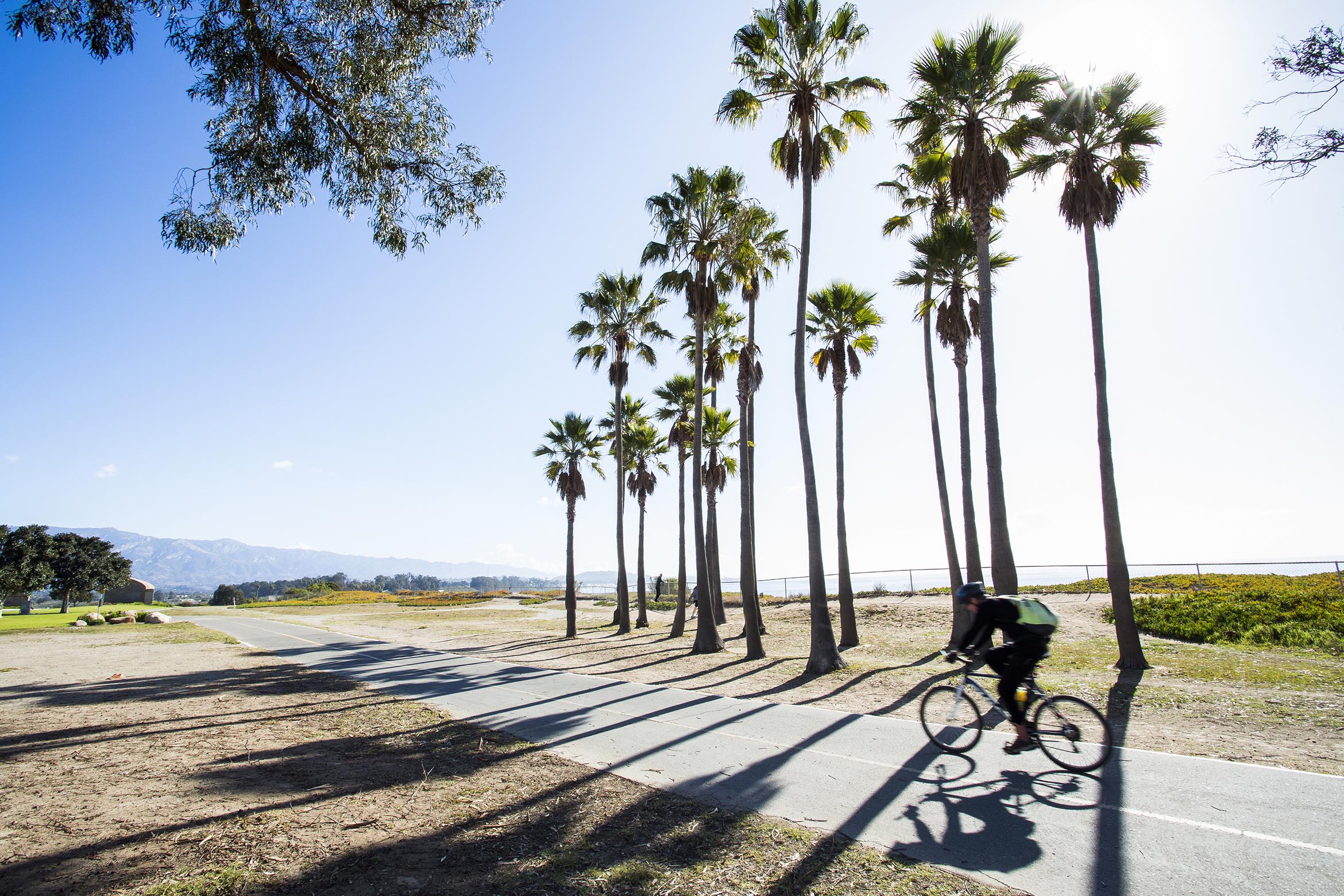 This is an image of a student biking past palm trees.